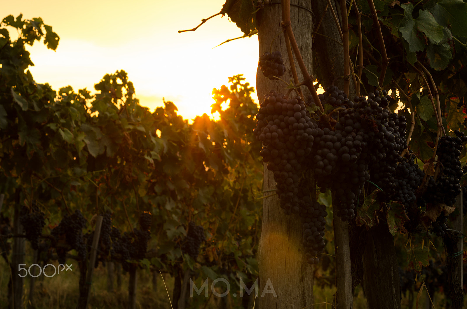 Pentax K-5 + Pentax smc DA 50mm F1.8 sample photo. Sunset in the vineyard photography