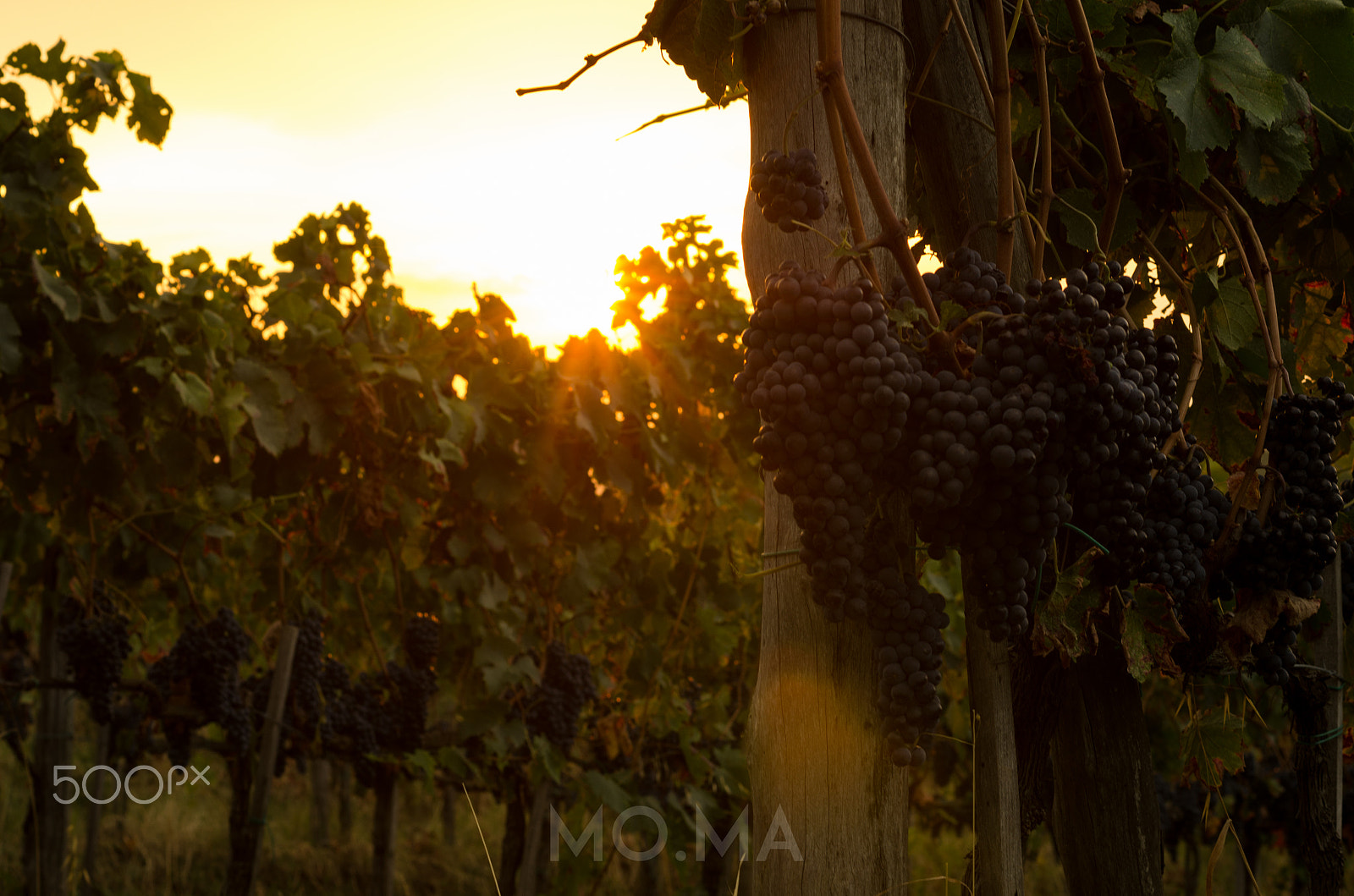 Pentax K-5 sample photo. Sunset in the vineyard photography