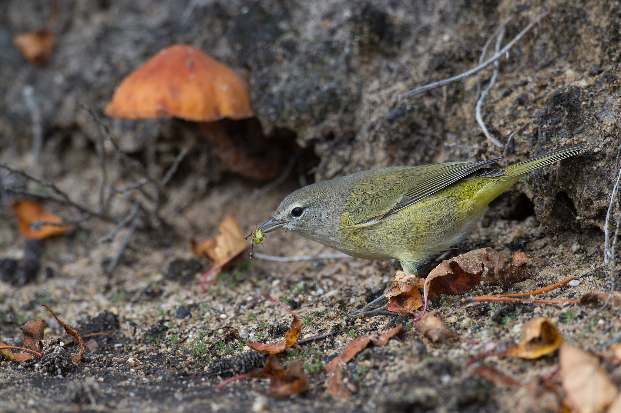 Nikon AF-S Nikkor 800mm F5.6E FL ED VR sample photo. Paruline verdâtre, orange-crowned warbler. photography