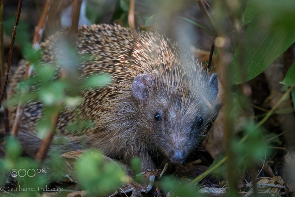 Nikon Nikkor AF-S 300mm F4E PF ED VR sample photo. Our hedgehog named jojoba schrödinger photography