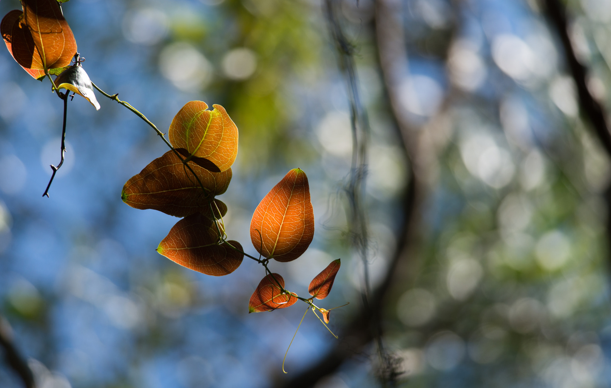 Nikon D600 + Nikon AF-S Nikkor 300mm F4D ED-IF sample photo. Colours of the rainforest photography