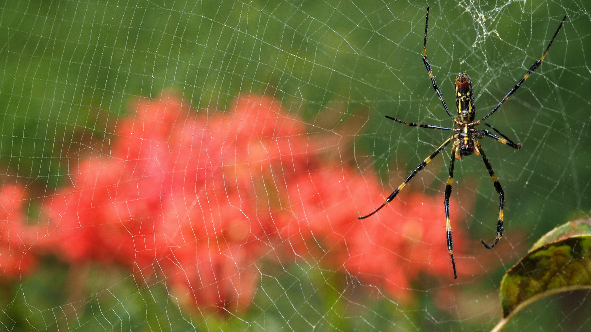Olympus PEN E-PL7 sample photo. A spider and the red flowers photography