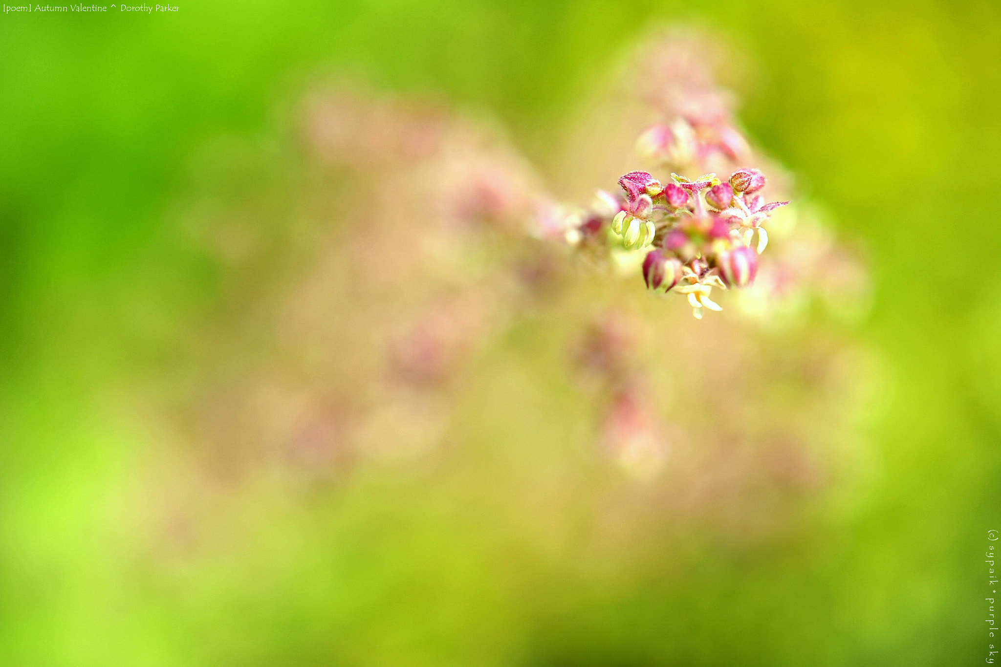 Nikon AF-S Micro-Nikkor 60mm F2.8G ED sample photo. Autumn valentine iii photography