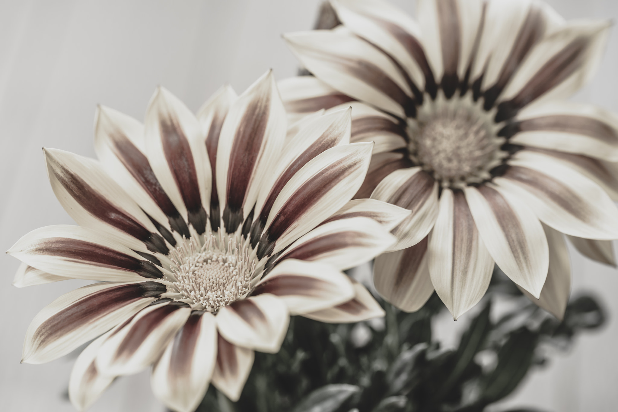 Sony a7R + Canon EF 100mm F2.8L Macro IS USM sample photo. Noble flower photography