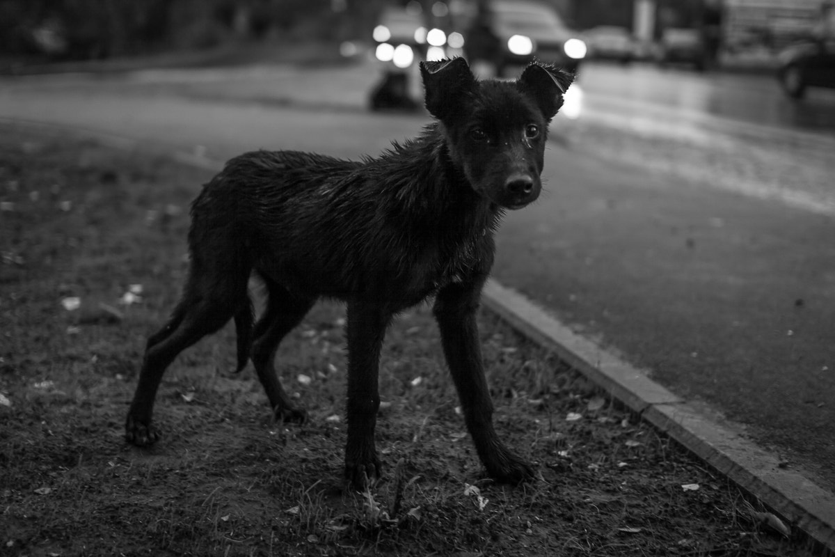 Canon EOS 50D + Sigma 30mm f/1.4 DC HSM sample photo. Dog photography