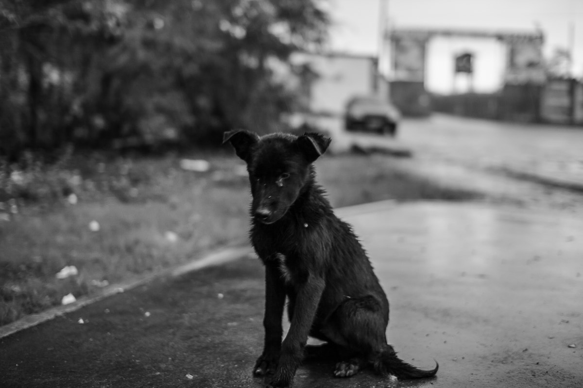 Canon EOS 50D + Sigma 30mm f/1.4 DC HSM sample photo. Dog photography