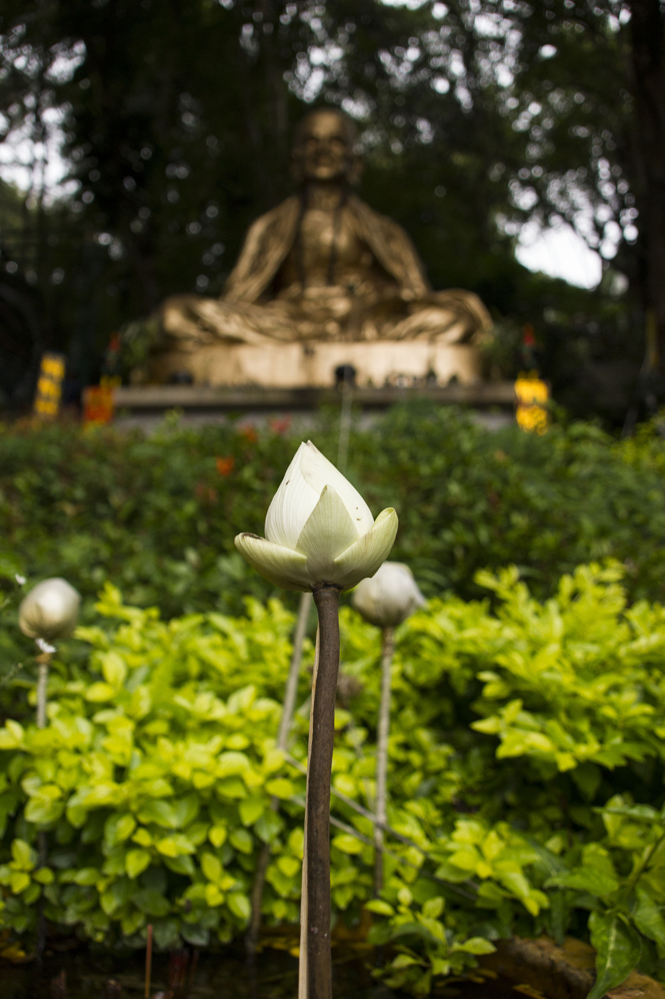 Canon EOS 550D (EOS Rebel T2i / EOS Kiss X4) + Canon TS-E 90mm F2.8 Tilt-Shift sample photo. Flor photography