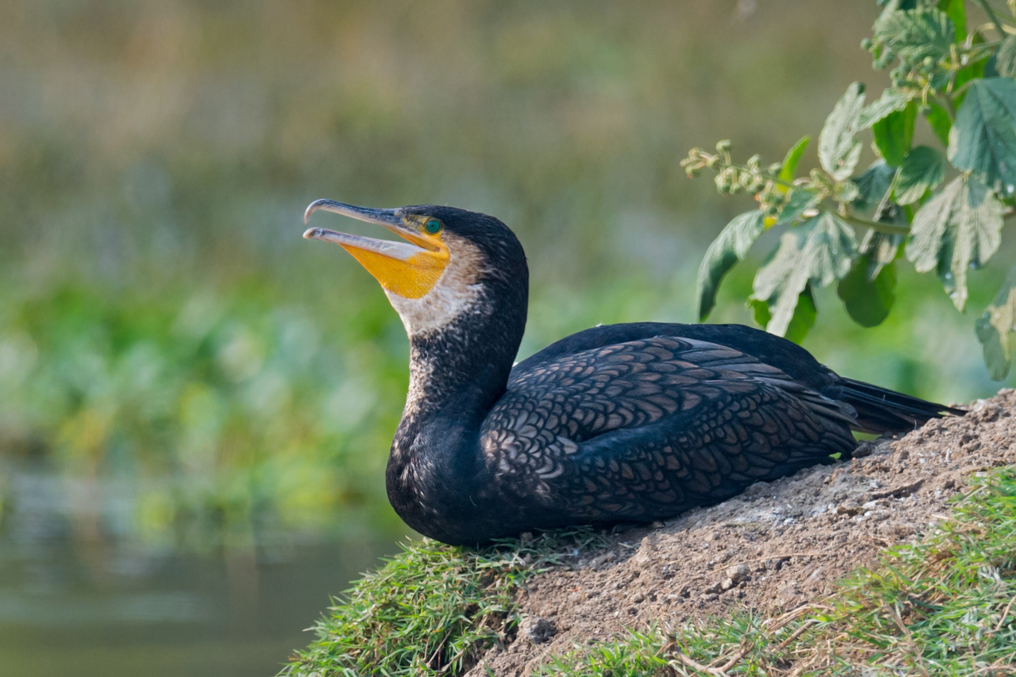 Nikon D4 sample photo. Great cormorant photography