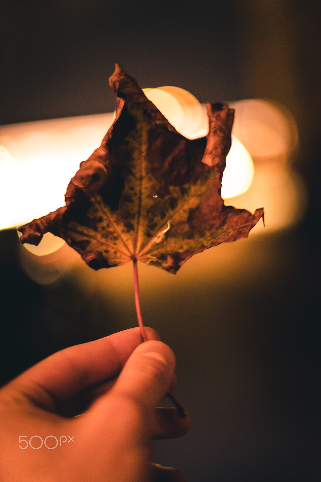 Sony a7R II + Sony 50mm F1.4 sample photo. Leaf photography