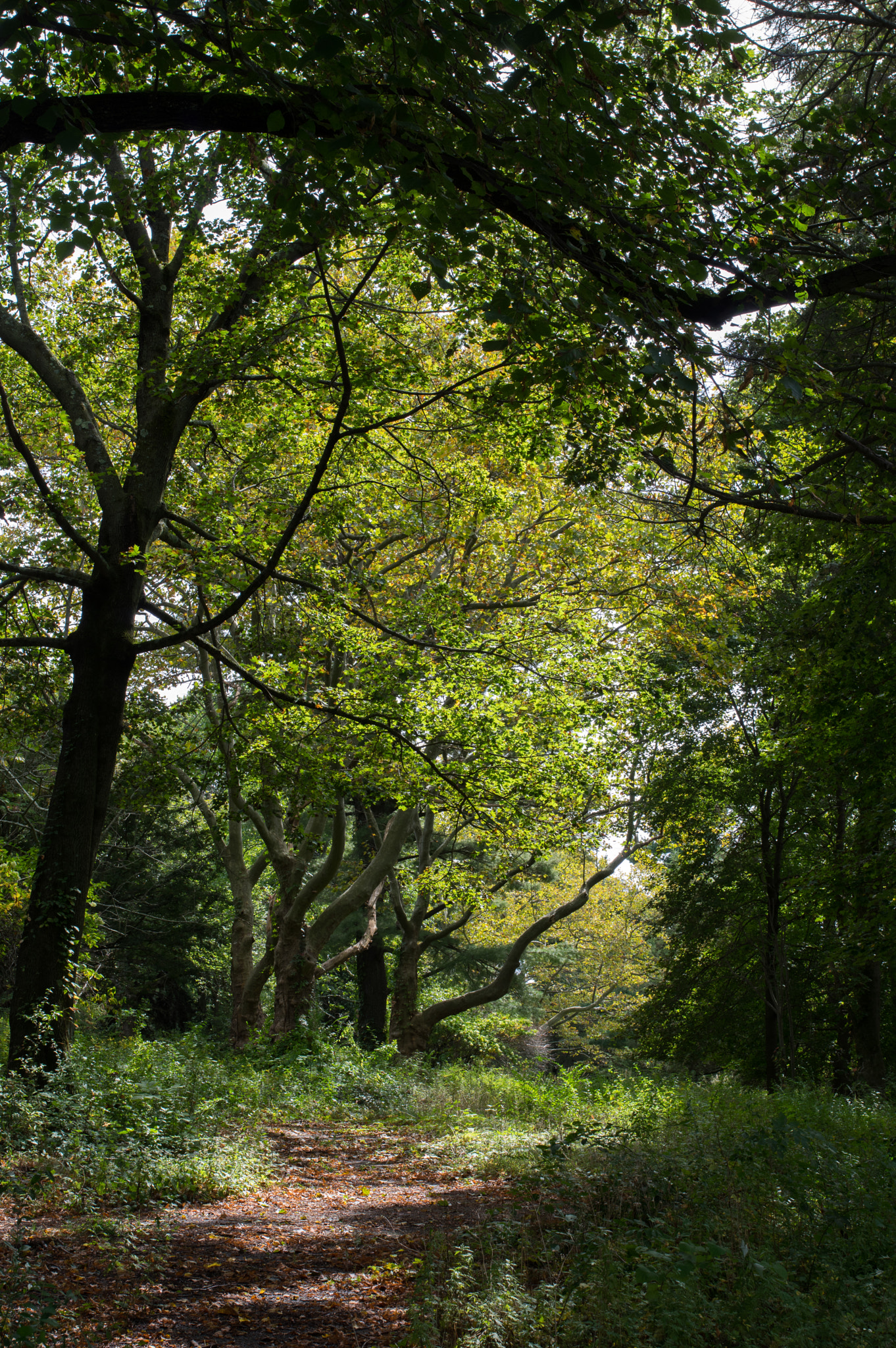 Pentax K-3 + Sigma 35mm F1.4 DG HSM Art sample photo. Early autumn walk in the woods photography