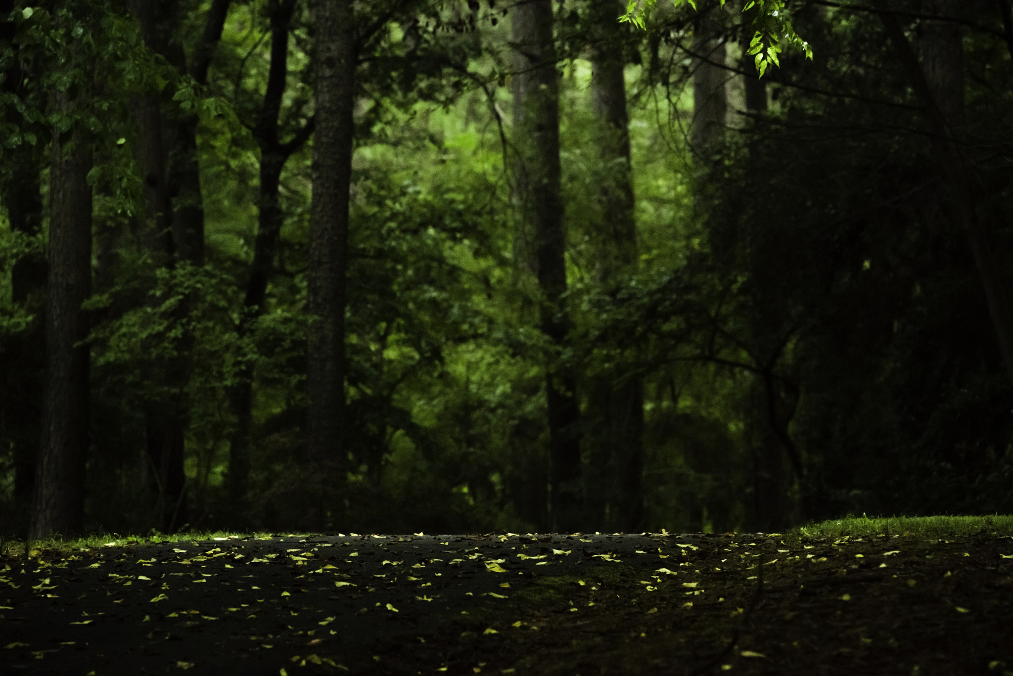 Pentax D FA* 70-200mm F2.8ED DC AW sample photo. Leaves untitled photography