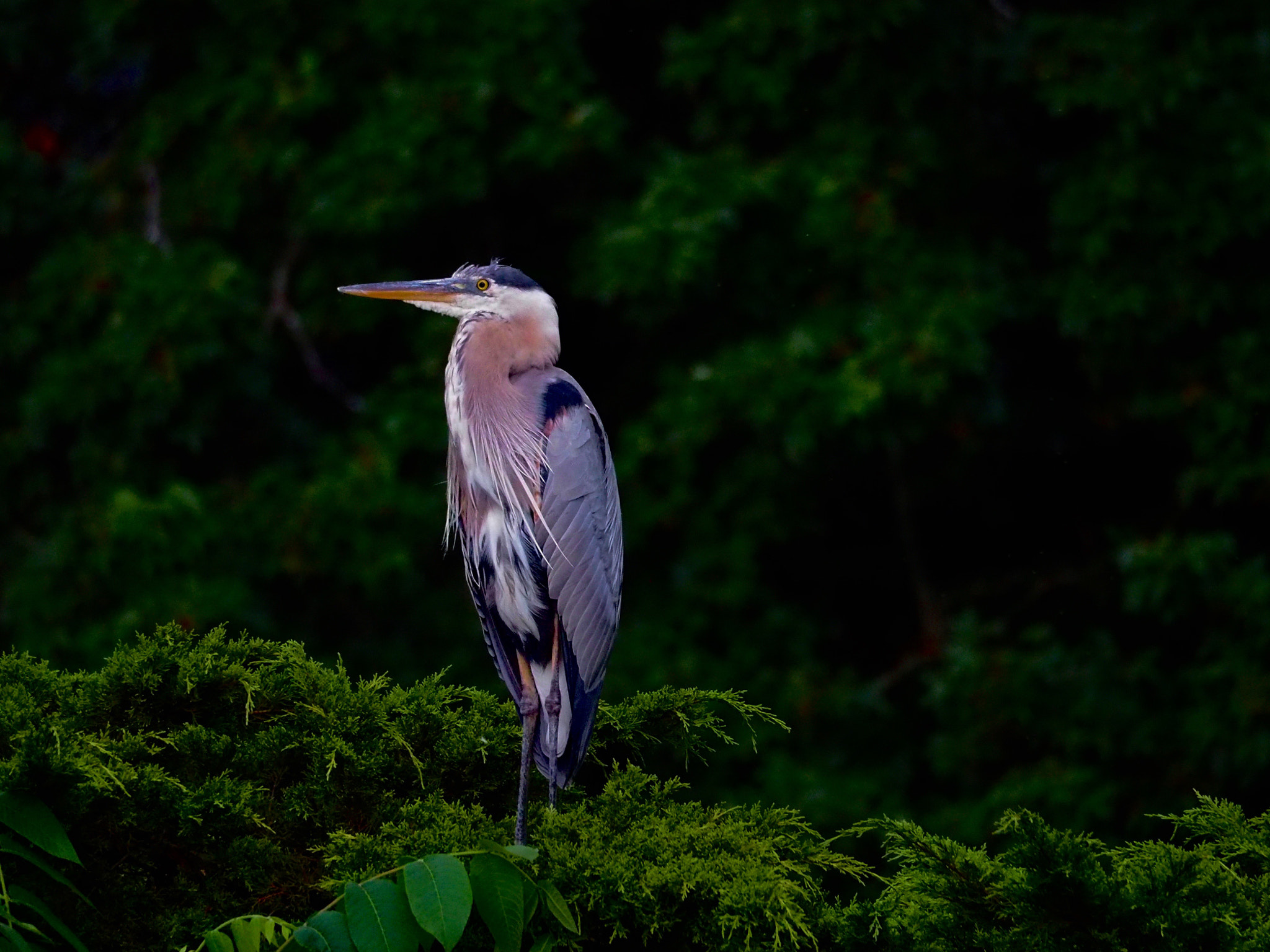Olympus OM-D E-M5 II sample photo. Heron's posture photography