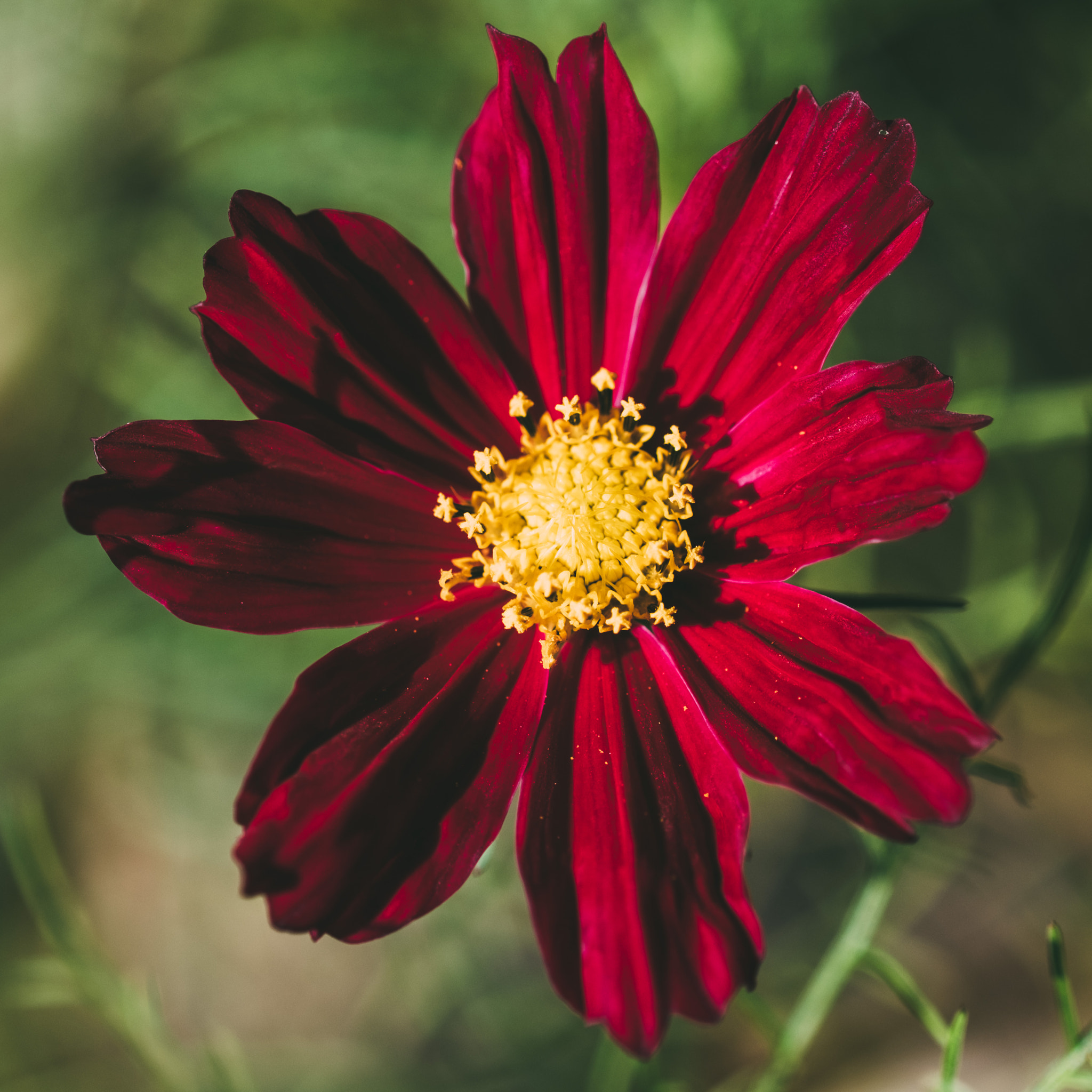 Fujifilm X-Pro2 + Fujifilm XF 60mm F2.4 R Macro sample photo. Flower in afternoon shade photography