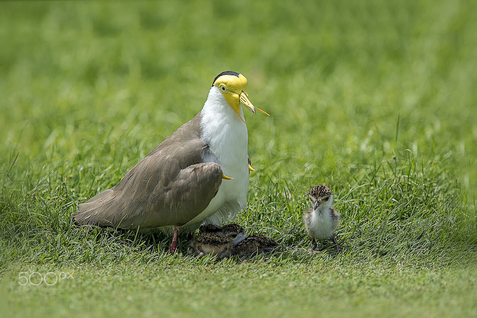Nikon AF-S Nikkor 600mm F4E FL ED VR sample photo. Masked lapwing photography