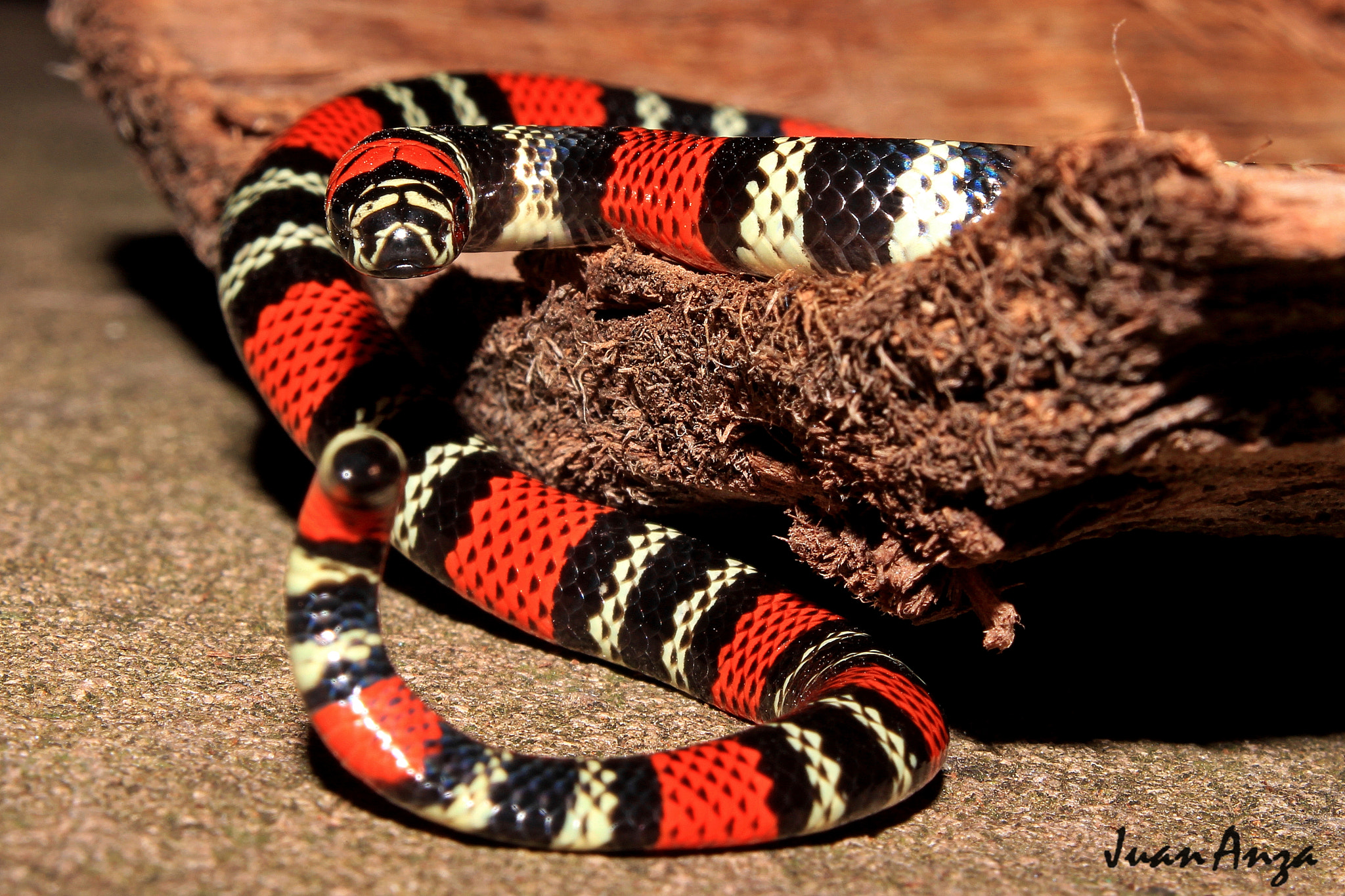 Canon EF-S 18-55mm F3.5-5.6 IS II sample photo. Southern coral snake photography