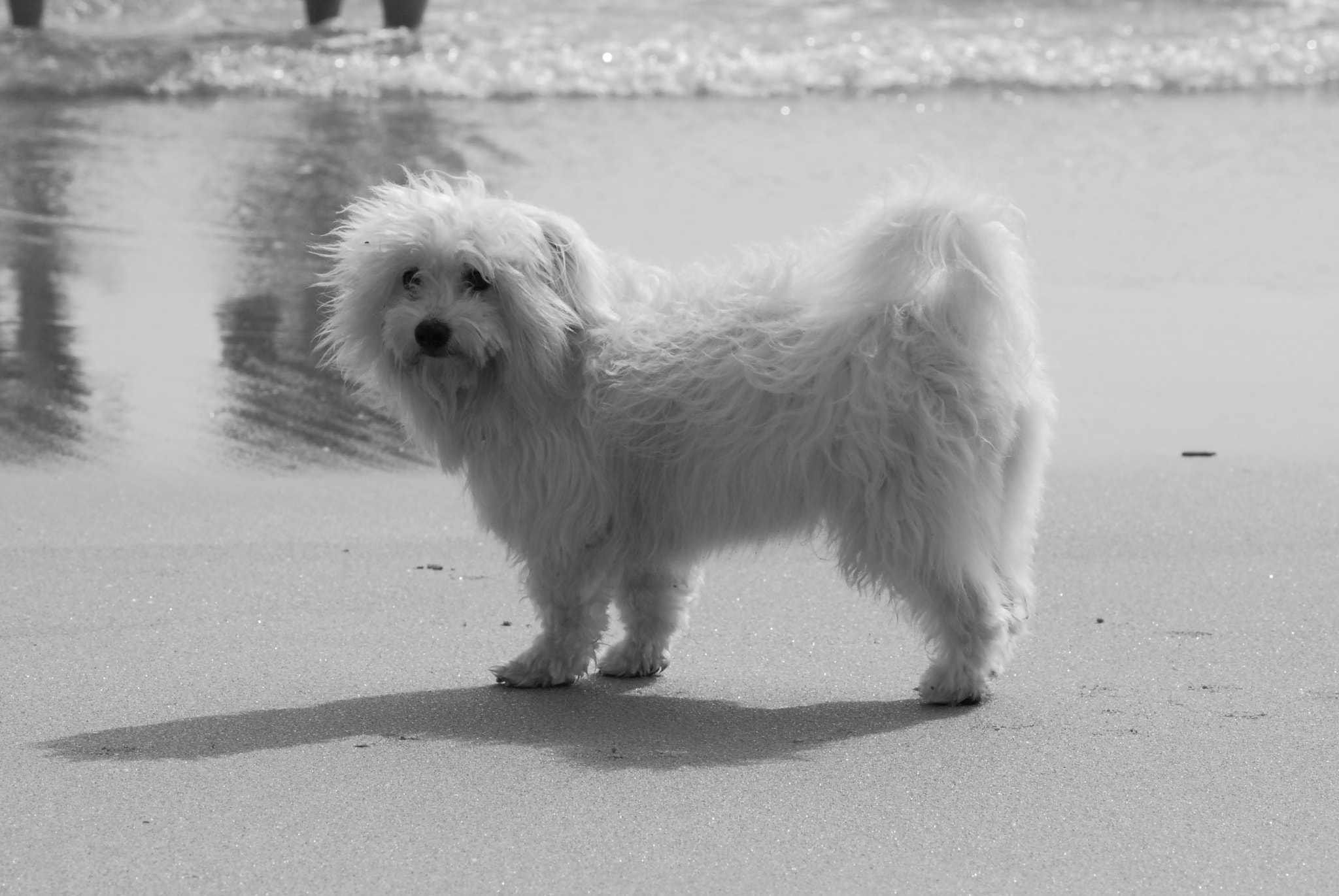 Nikon D40X sample photo. Fredo photography
