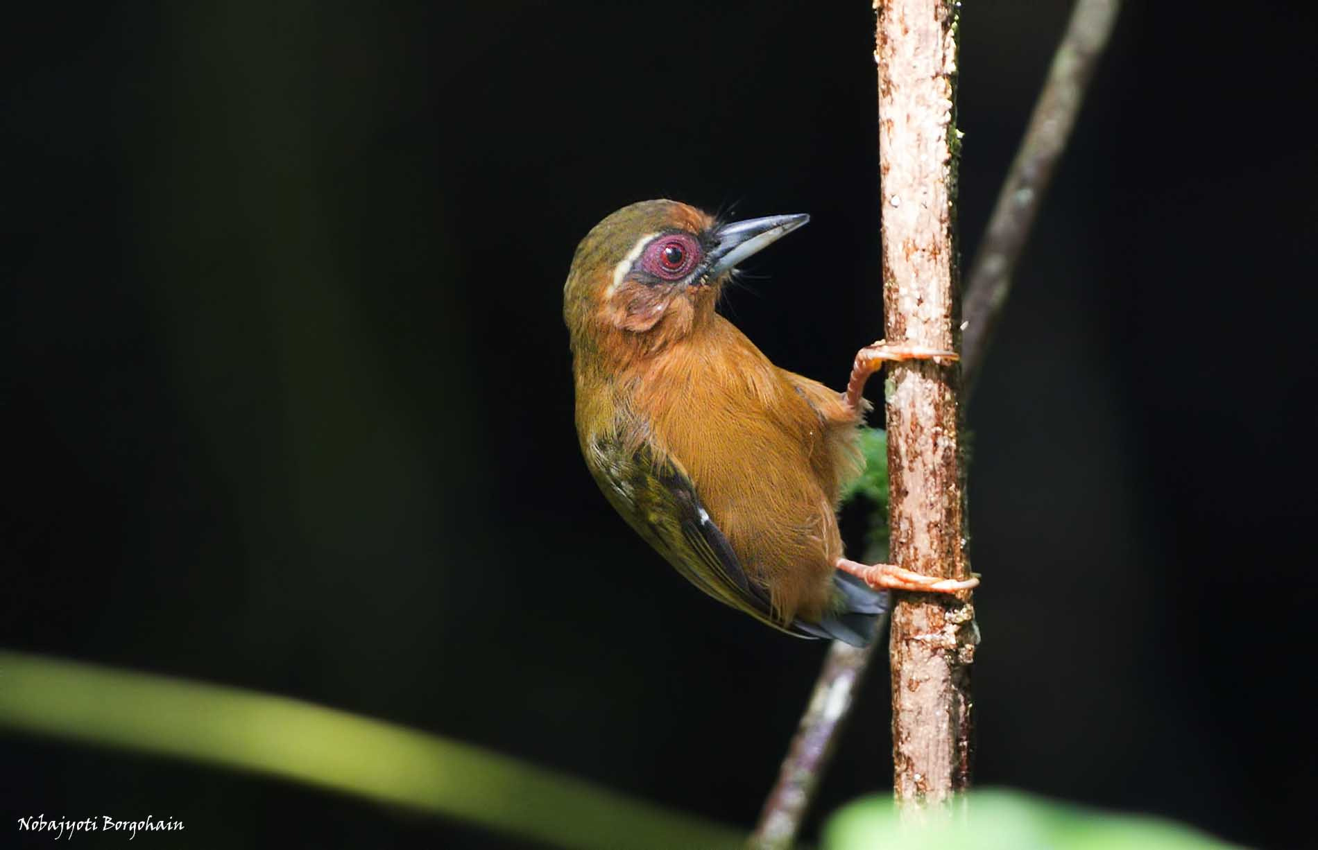 Nikon AF-S Nikkor 300mm F2.8G ED VR II sample photo. White browed piculet photography