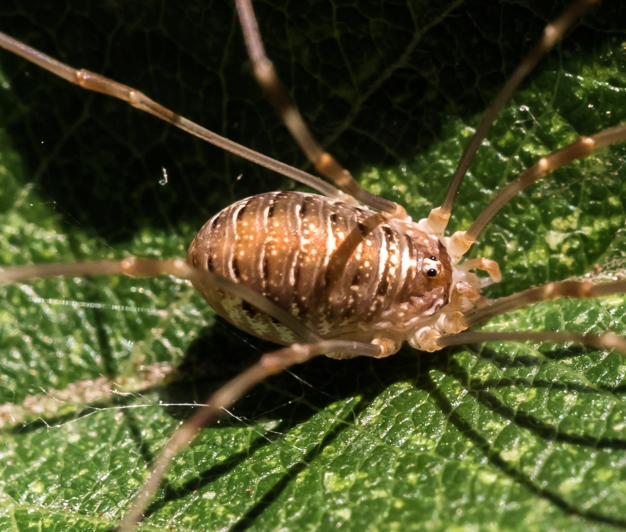 Canon EOS 7D Mark II sample photo. Opiliones photography