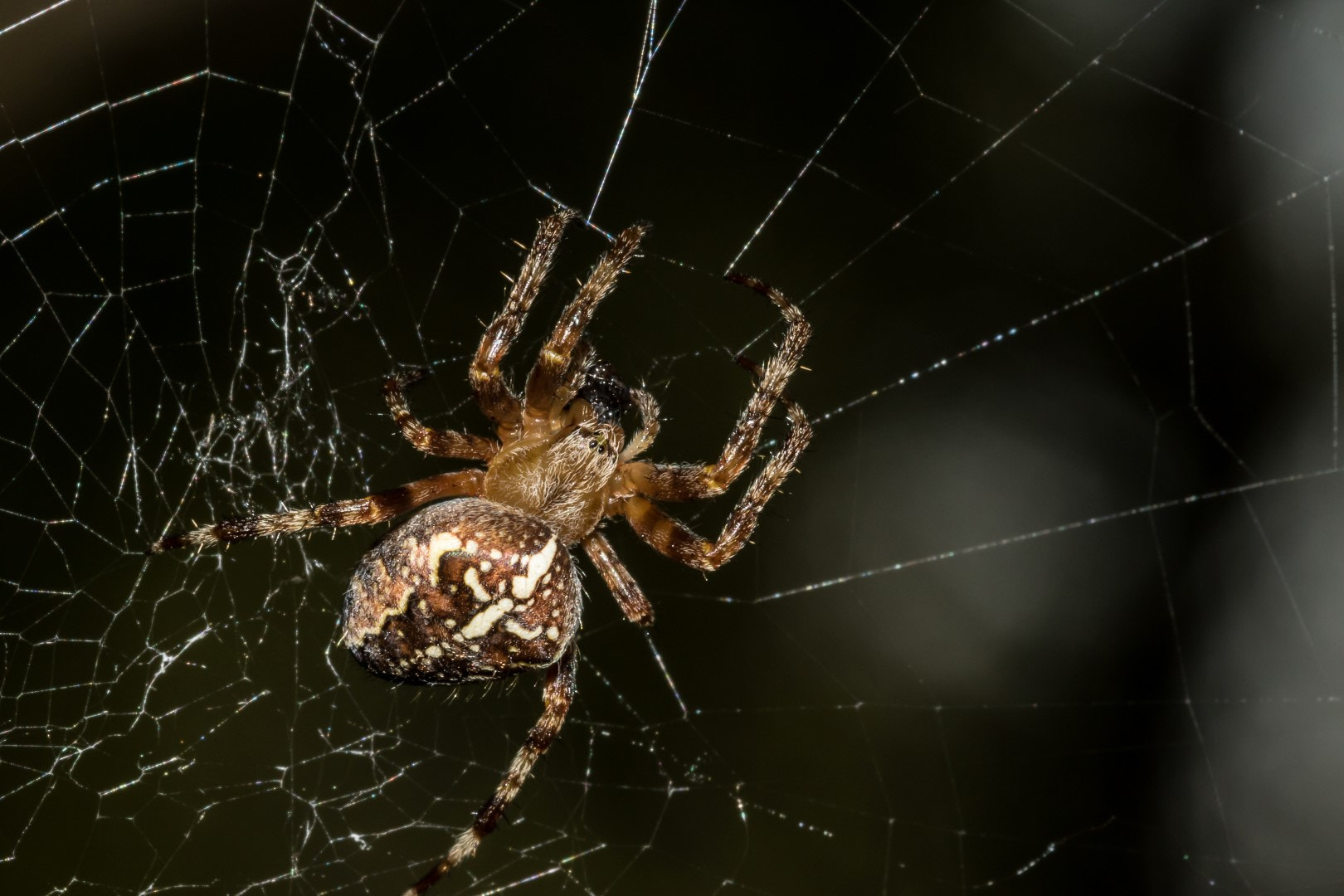 Canon EF 100mm F2.8L Macro IS USM sample photo. Araneus diadematus 2 photography