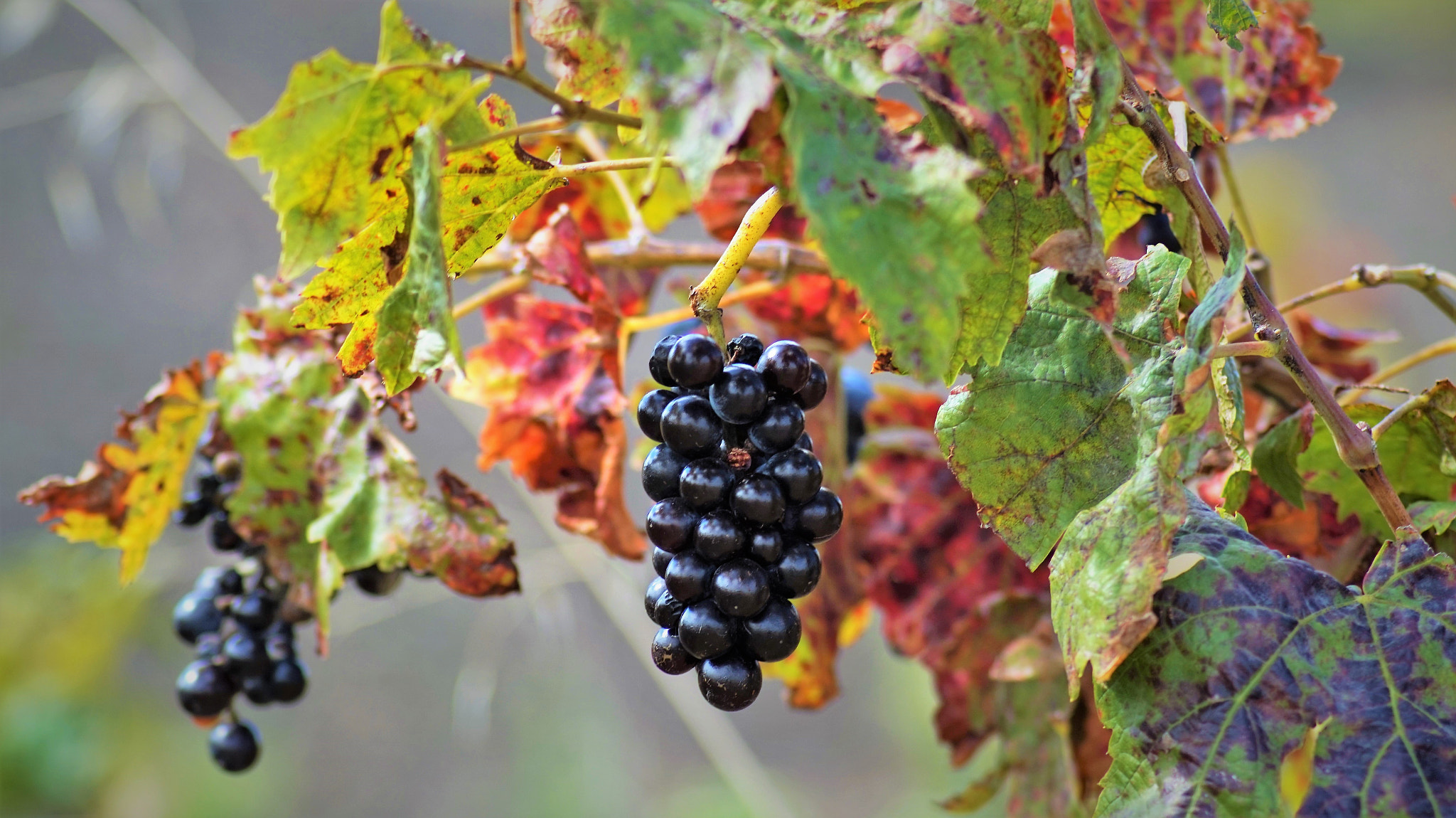 Tamron 18-270mm F3.5-6.3 Di II PZD sample photo. Vigne photography