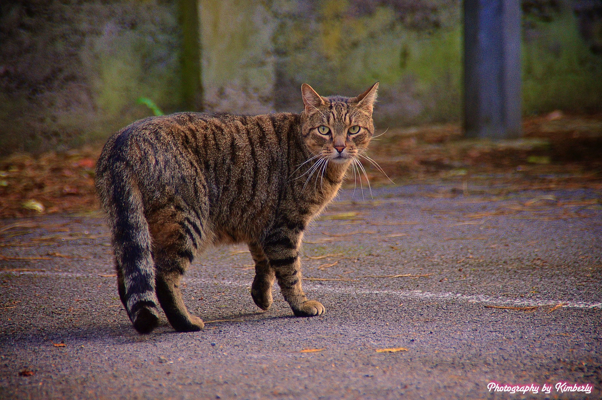 Sony SLT-A57 sample photo. Cat photography