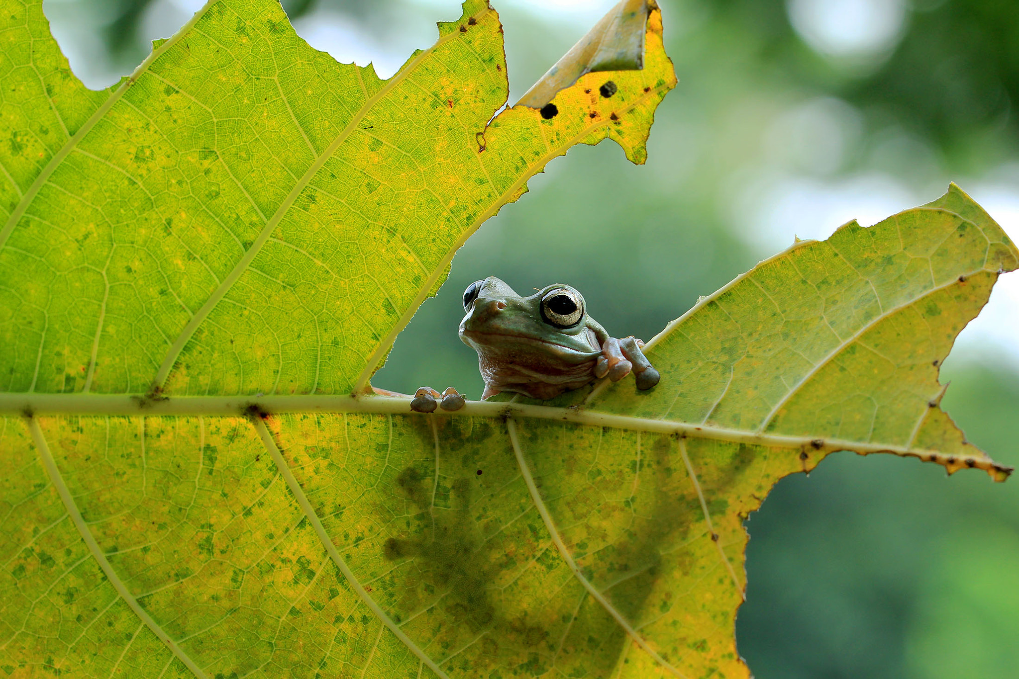 Canon EOS 60D + Canon EF 100mm F2.8L Macro IS USM sample photo. Daydream photography