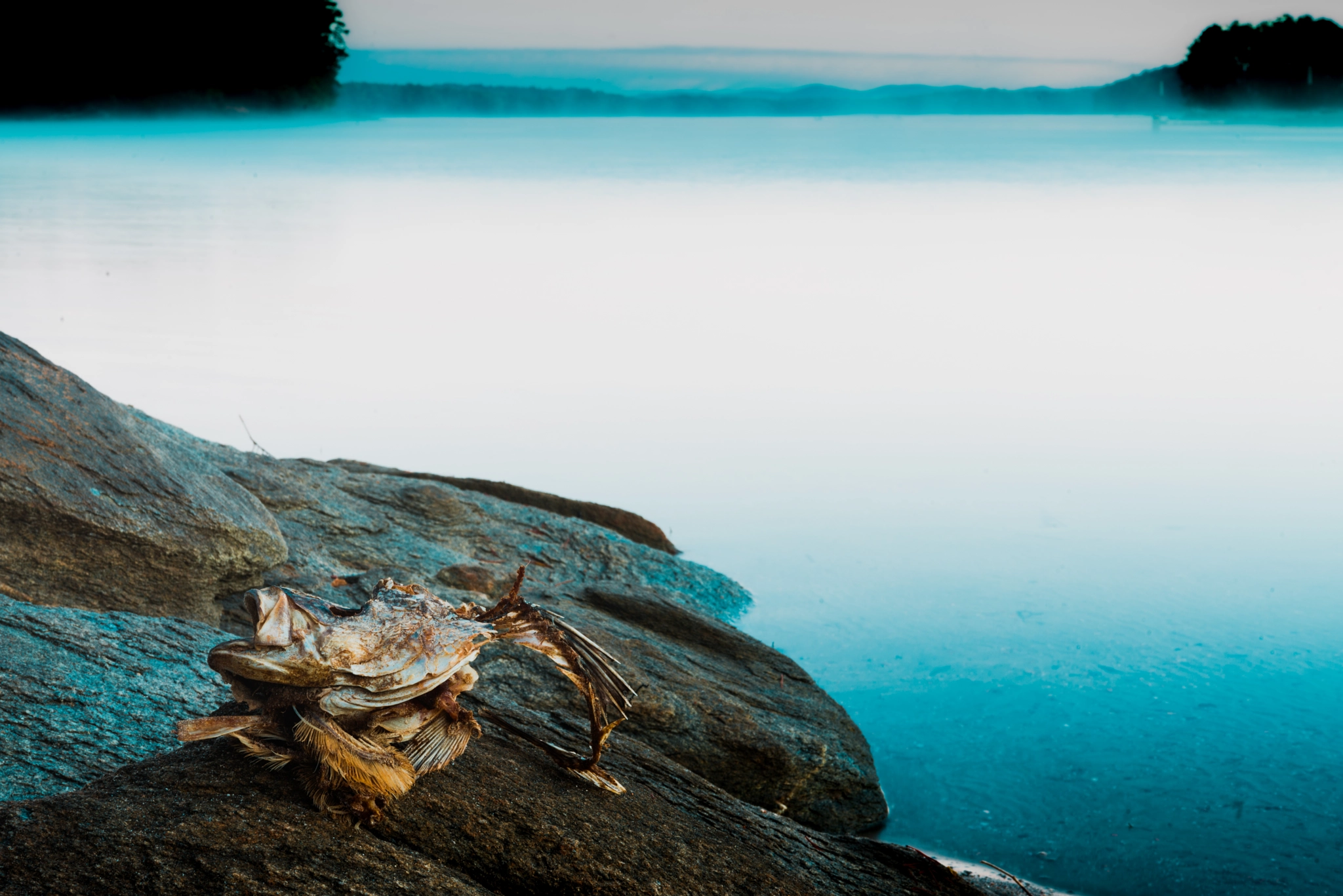 Nikon AF-S Nikkor 24-70mm F2.8E ED VR sample photo. Fishhead on the rocks photography