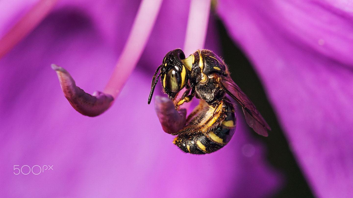 Sony Alpha DSLR-A700 + Sony 100mm F2.8 Macro sample photo. The story of a bee i photography