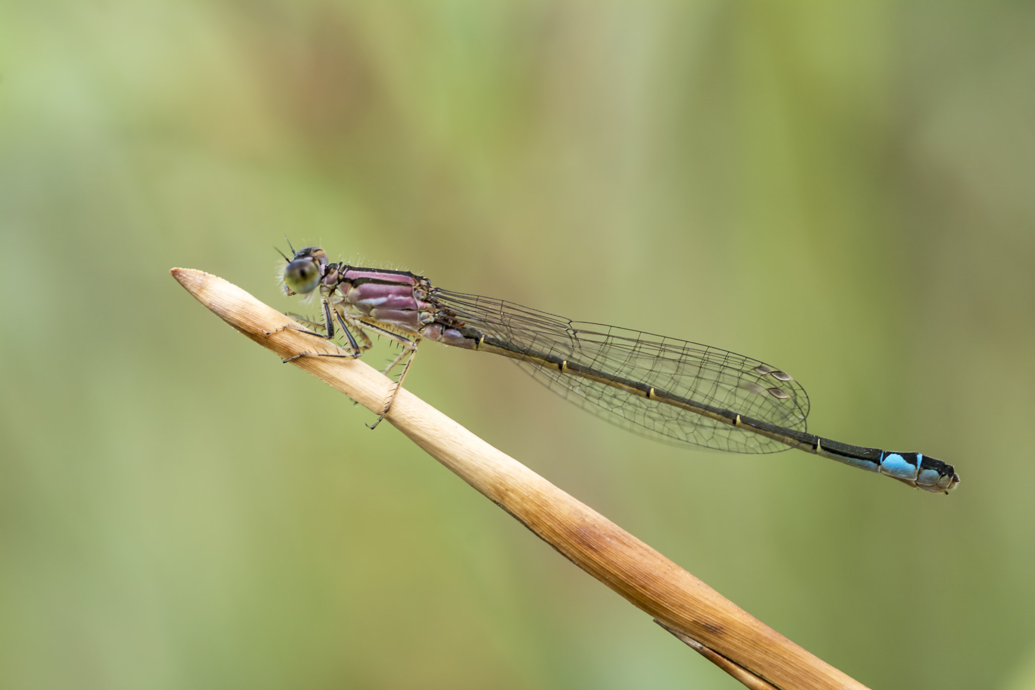 Nikon D7100 + AF Micro-Nikkor 60mm f/2.8 sample photo. Damselfly photography