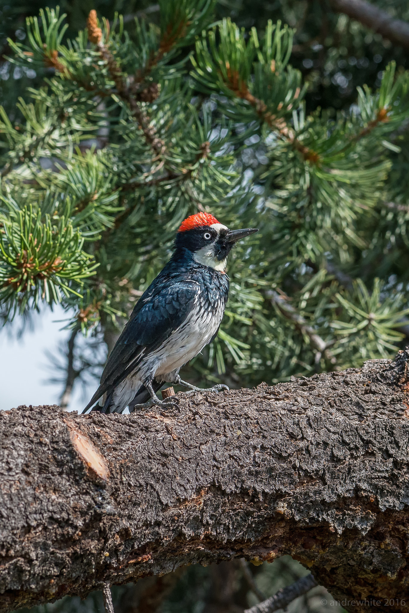 Nikon AF-S Nikkor 300mm F2.8G ED VR II sample photo. Acorn woodpecker photography