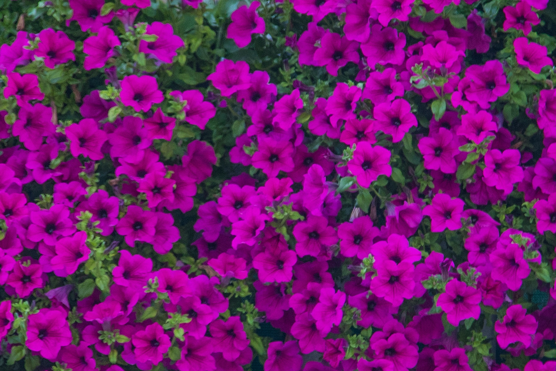 Canon EOS 750D (EOS Rebel T6i / EOS Kiss X8i) sample photo. Petunia italia. 2016, print/canvas, 20x16" photography