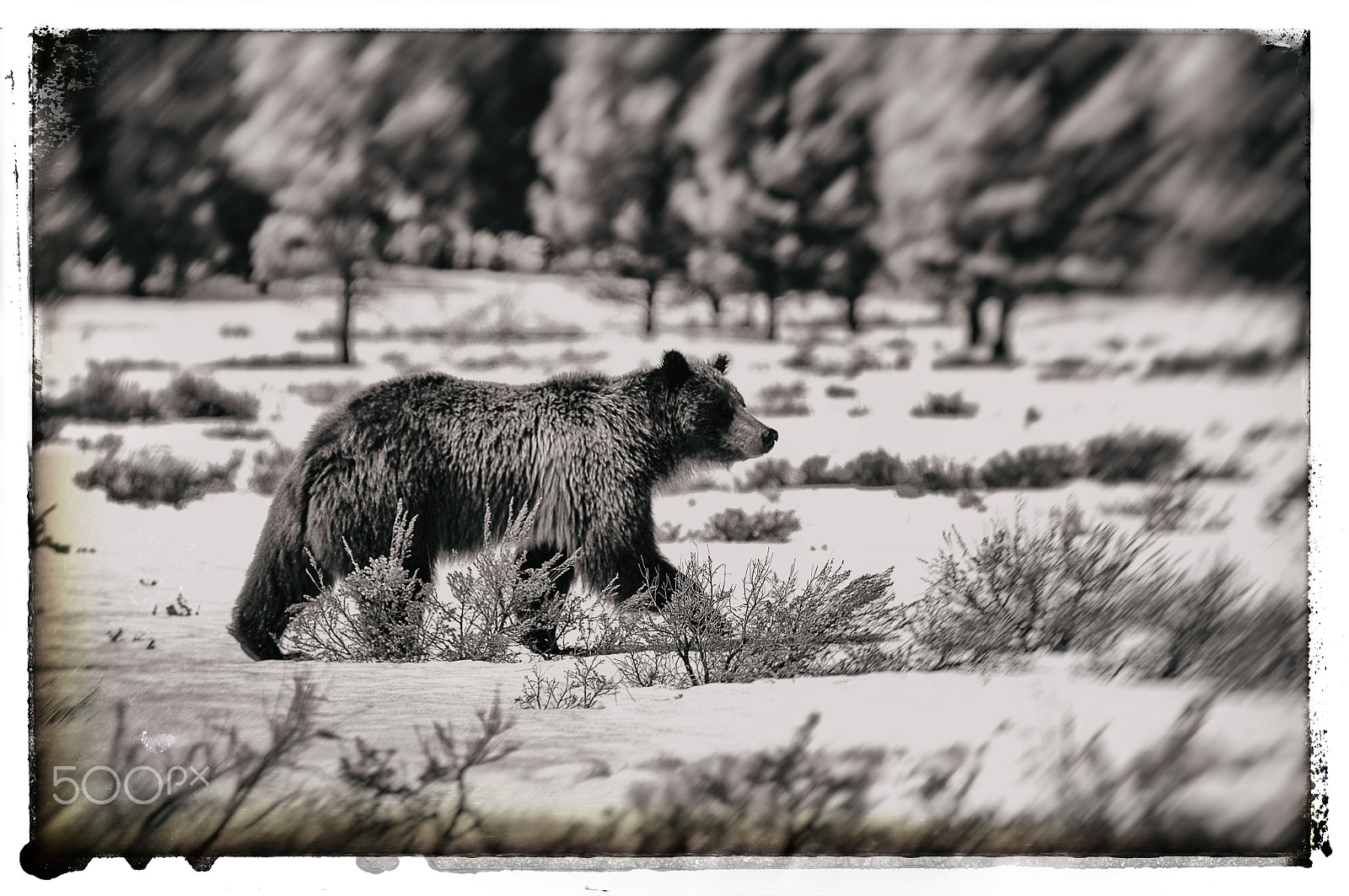 Nikon D2X sample photo. Grizzly in snow photography