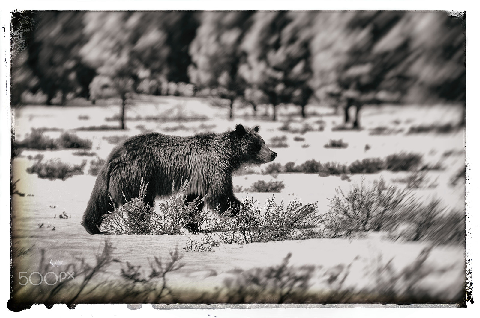 AF Zoom-Nikkor 80-200mm f/2.8 ED sample photo. Grizzly in snow photography