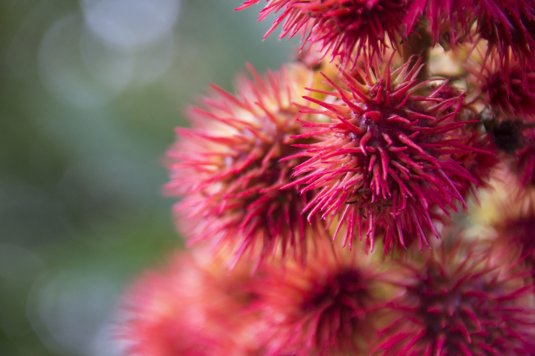 Sony SLT-A58 + Sigma 18-200mm F3.5-6.3 DC sample photo. Pink flower photography