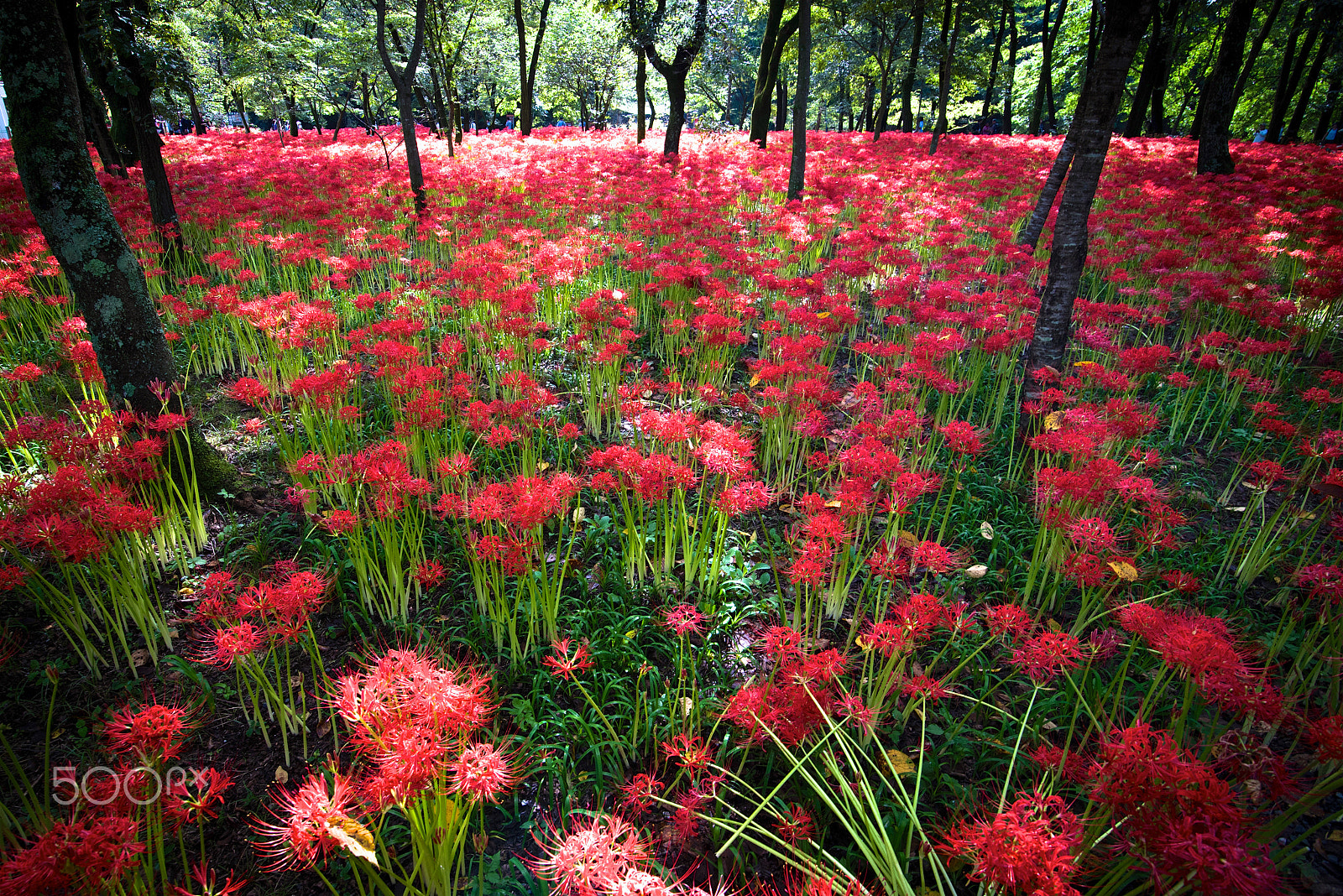 Tokina AT-X 16-28mm F2.8 Pro FX sample photo. Red spider photography