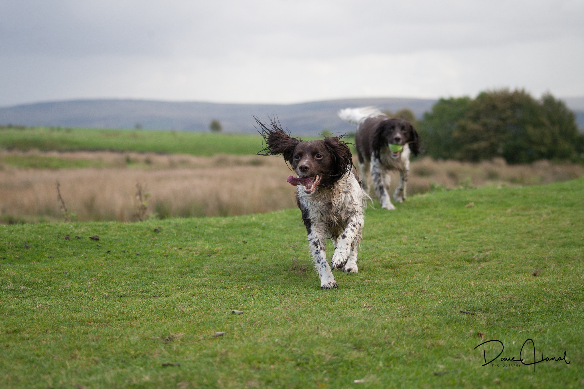 Canon EOS-1D Mark III sample photo. Springer sprint photography