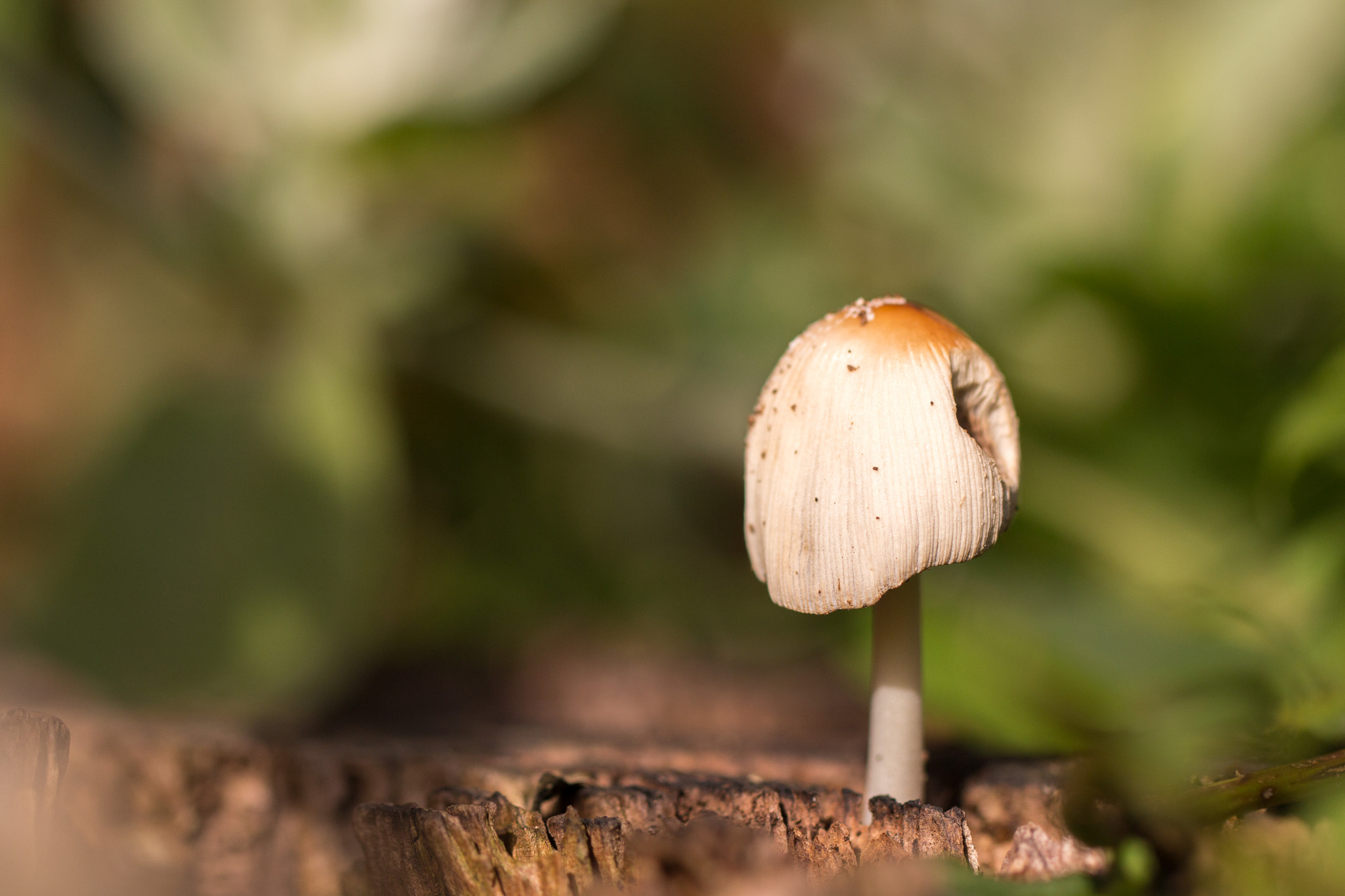 Canon EOS 70D + Canon EF 100mm F2.8L Macro IS USM sample photo. Solitary inkcap photography