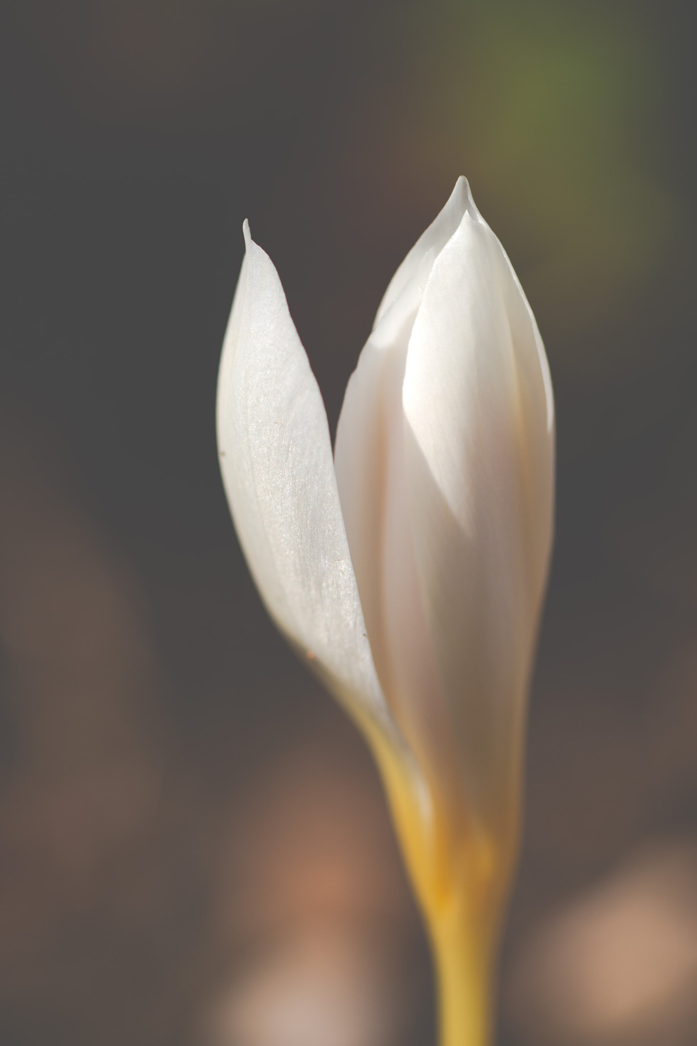 Canon EOS 70D sample photo. Opening crocus photography