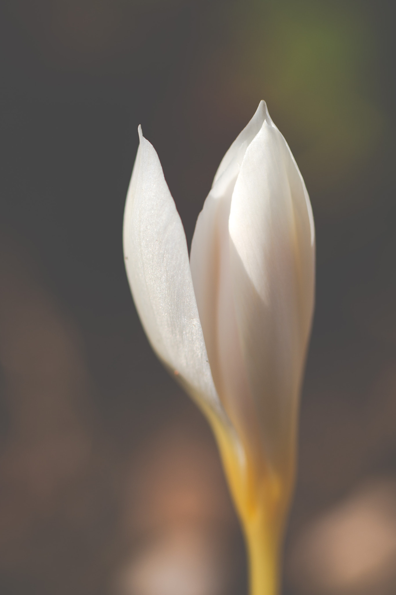 Canon EOS 70D + Canon EF 100mm F2.8L Macro IS USM sample photo. Opening crocus photography