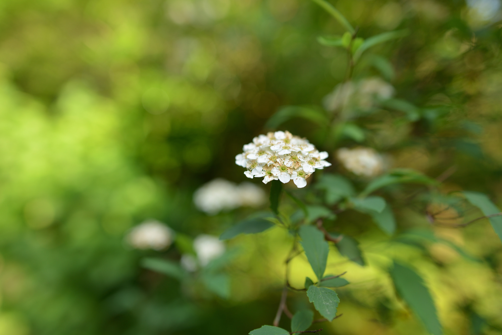 Nikon D800 sample photo. Flower photography