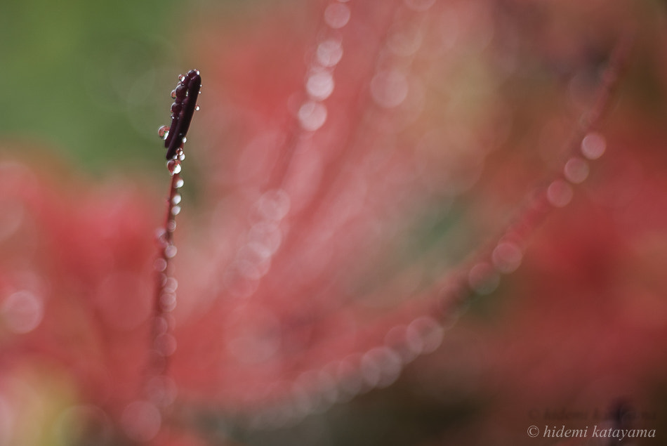 Minolta AF 50mm F3.5 Macro sample photo. On a rainy day photography