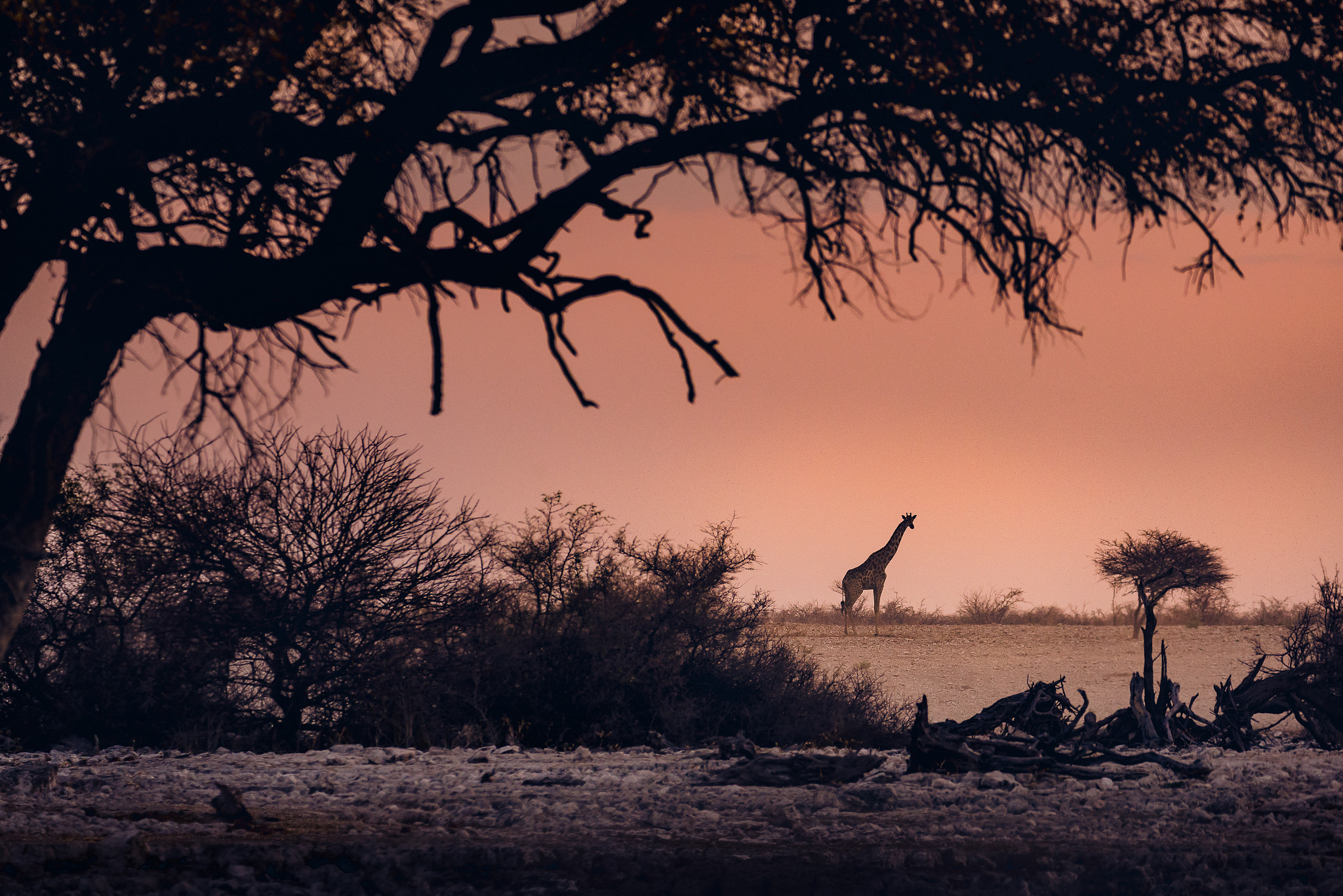 Nikon D600 sample photo. The extinguished giraffe photography