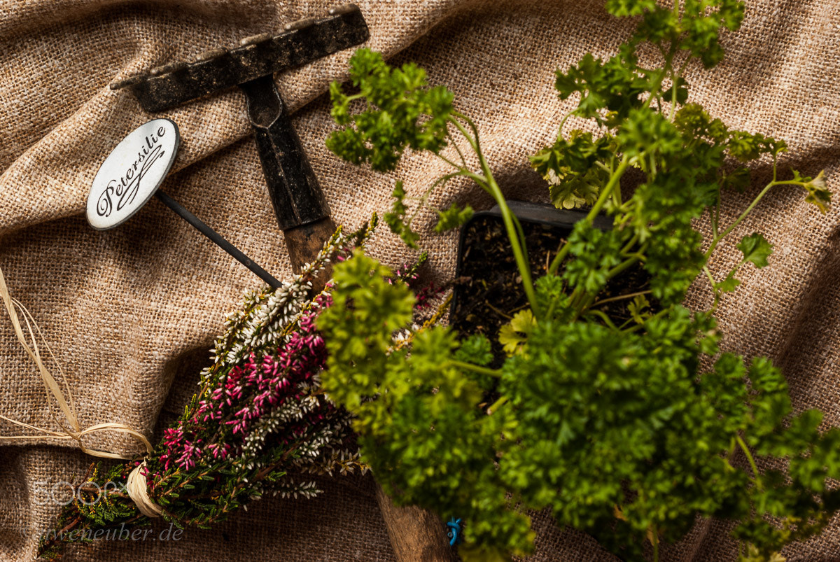 Pentax K10D sample photo. Fresh parsley photography