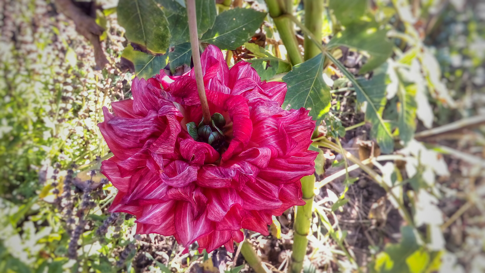 ASUS Zenfone Go (ASUS_Z00VD) sample photo. End photography