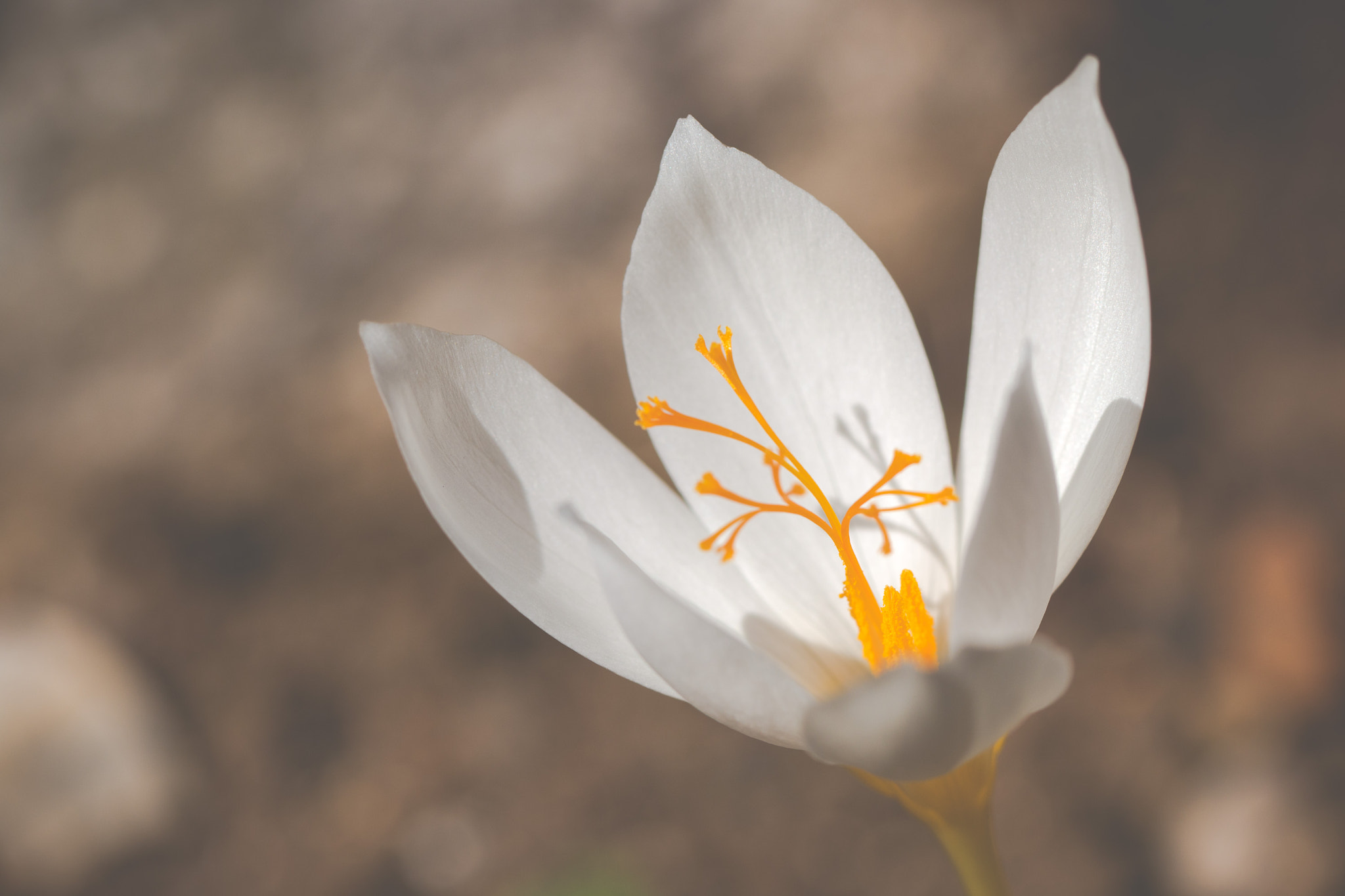 Canon EOS 70D + Canon EF 100mm F2.8L Macro IS USM sample photo. Speciosus albus photography