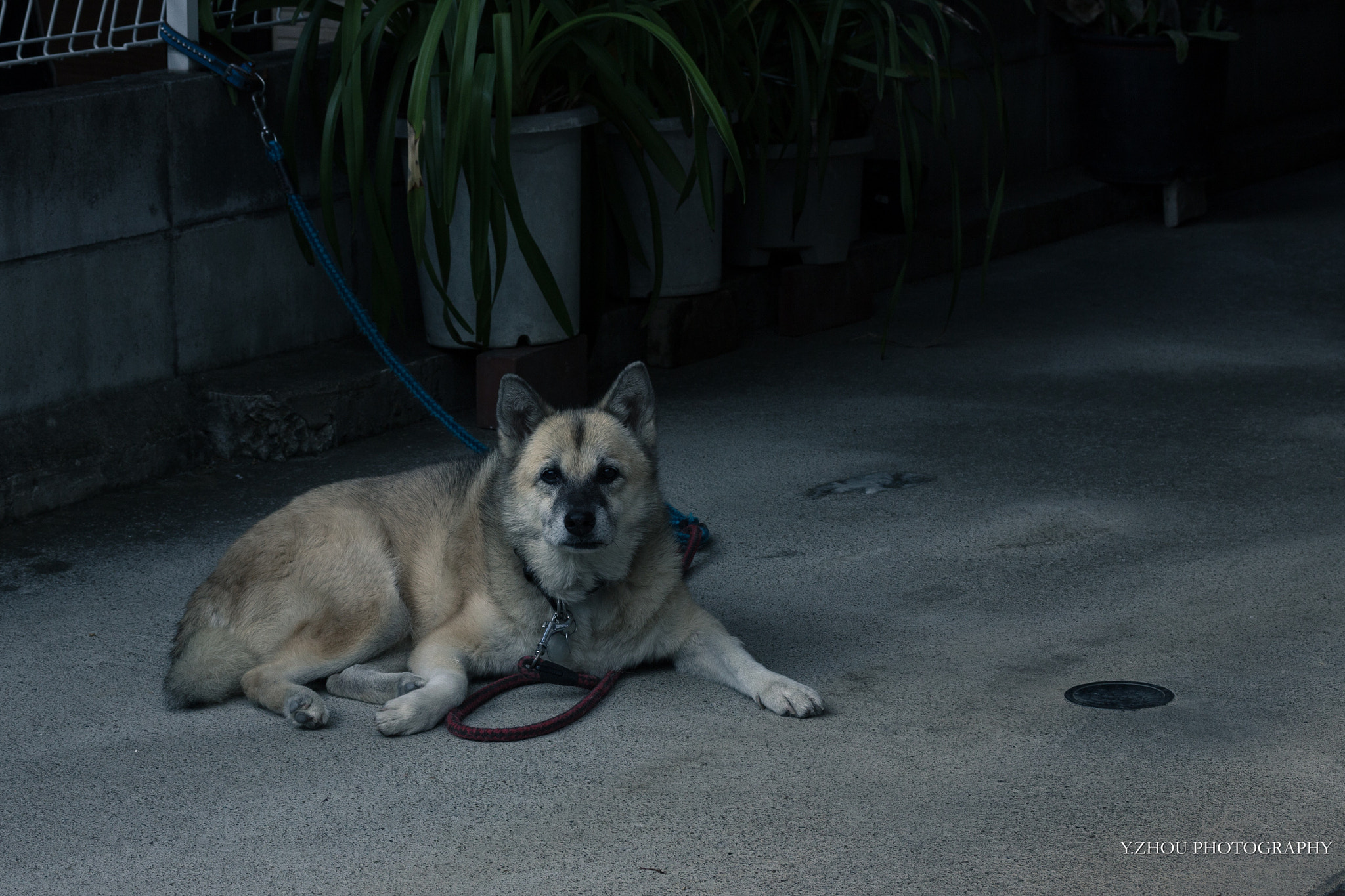 Canon EF-S 60mm F2.8 Macro USM sample photo. Dog photography