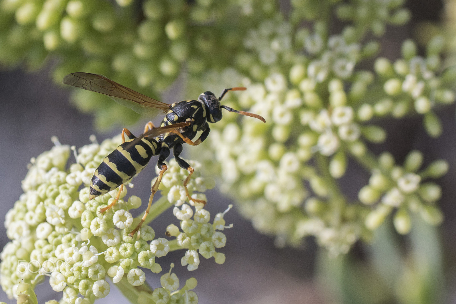 Sony ILCA-77M2 + Tamron SP AF 90mm F2.8 Di Macro sample photo. Axis photography
