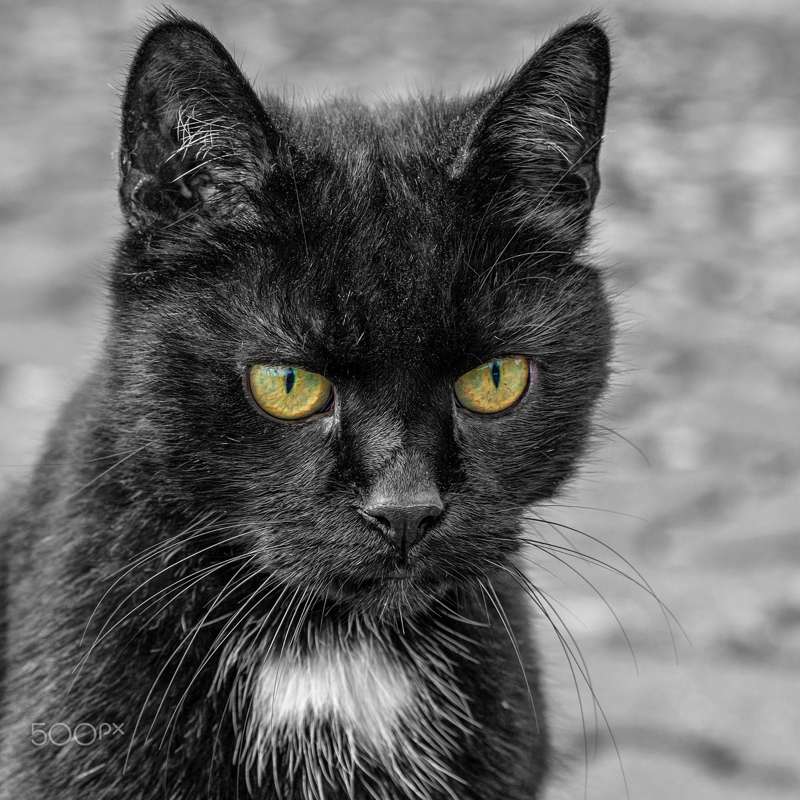 Canon EOS 50D sample photo. Black is black photography