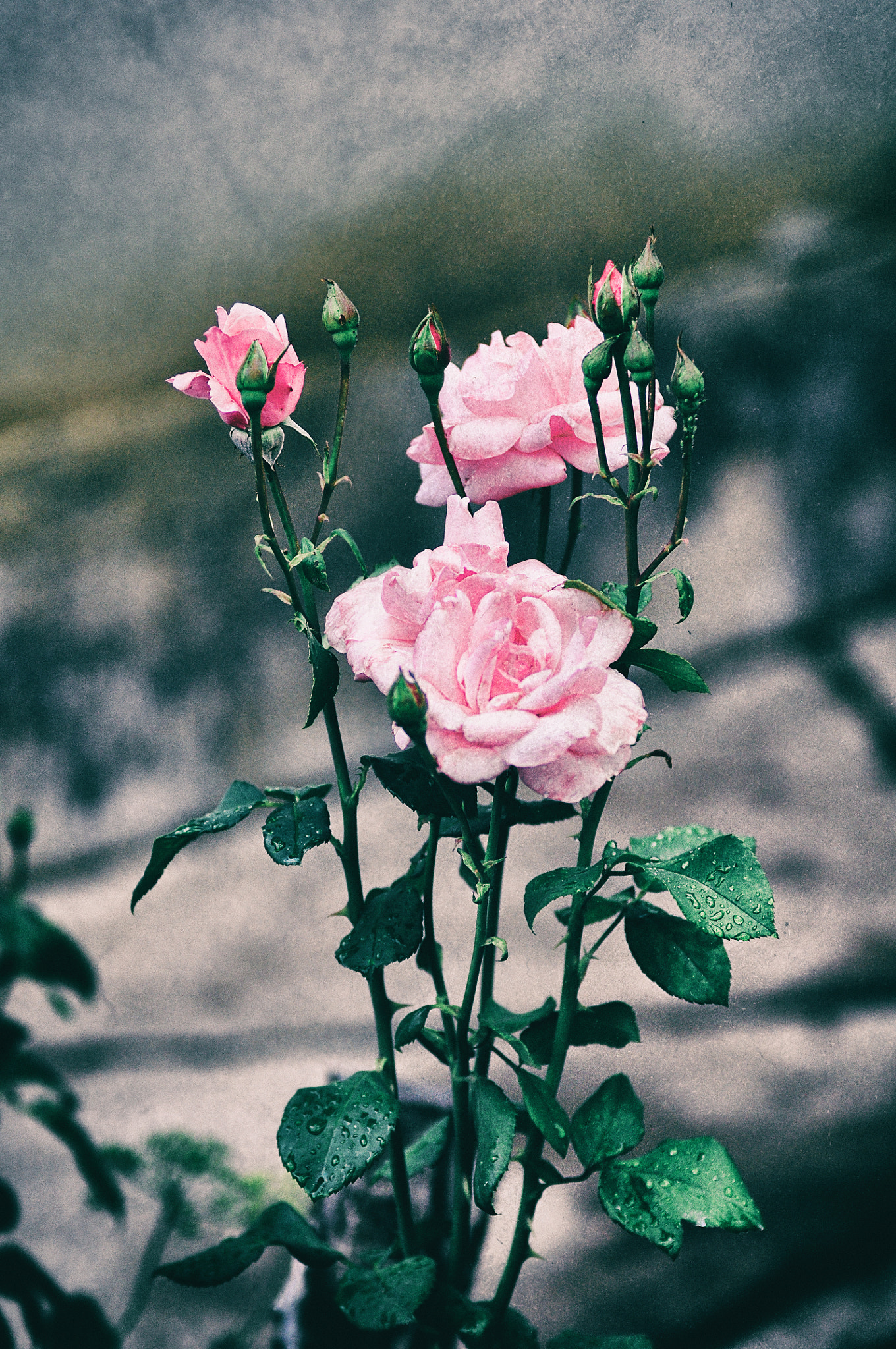 Sigma 70-200mm F2.8 EX DG OS HSM sample photo. Grandma's flowers photography