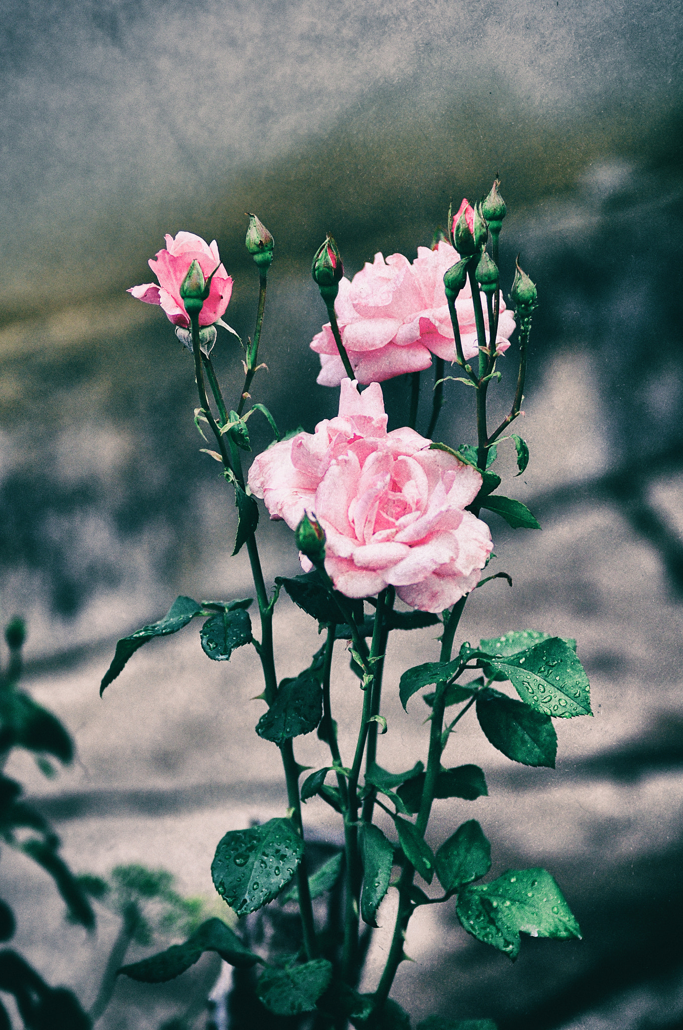 Nikon D90 + Sigma 70-200mm F2.8 EX DG OS HSM sample photo. Grandma's flowers photography